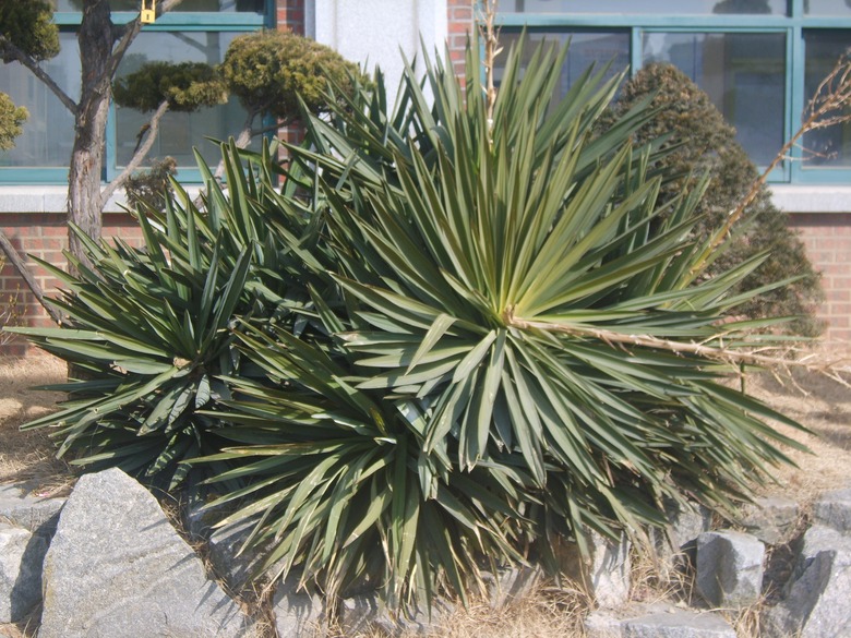 A cluster of Spanish dagger Yucca gloriosa plants in front of a building.
