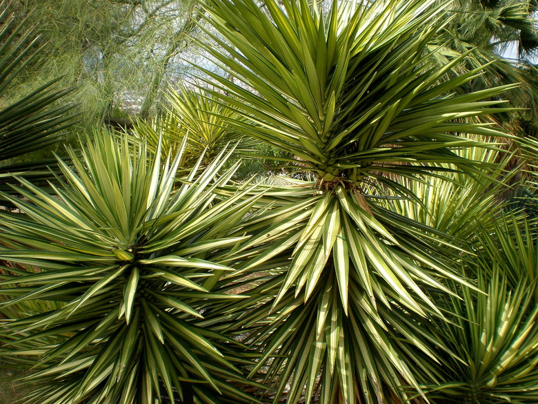 A close-up of some Spanish bayonet yuccas Yucca aloifolia.