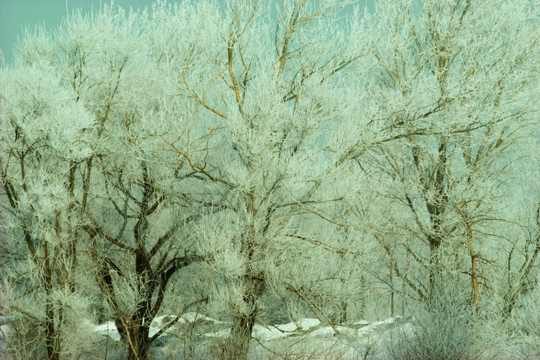 Ice covered trees in forest