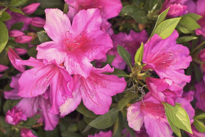 Blooming pink azaleas