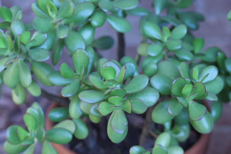 A close-up of a jade plant's Crassula ovata leaves.