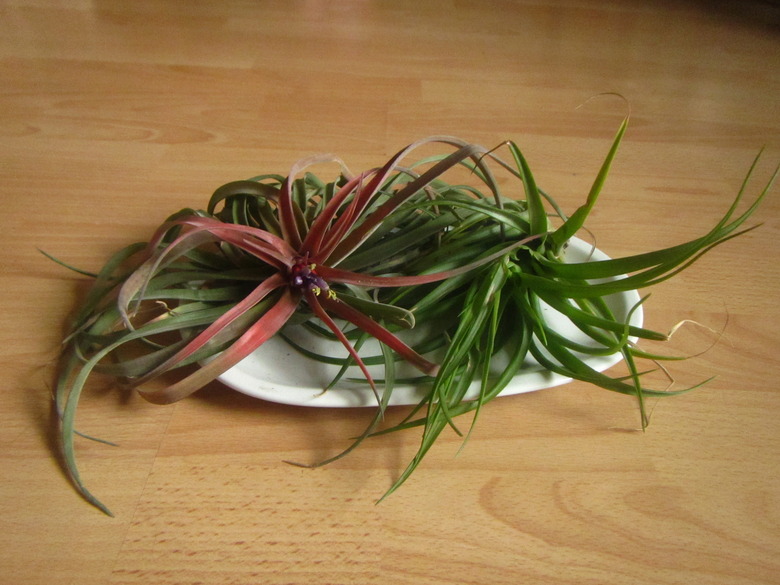 Two small air plants Tillandsia spp. positioned on a white dish on a table.