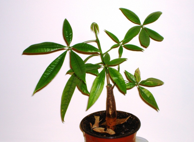 A close-up of a Malabar chestnut Pachira aquatica houseplant against a white backdrop.