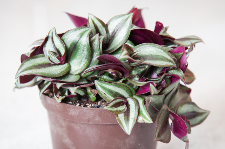 A close-up of a variegated zebra plant Tradescantia zebrina in a small pot set against a white backdrop.