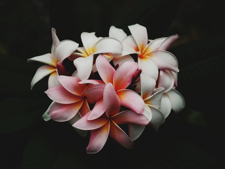 A close-up of some pink