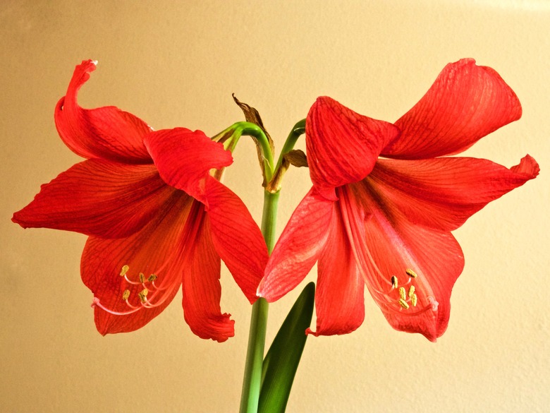 Two red amaryllis Hippeastrum hybrids flowers set against a yellow wall backdrop.
