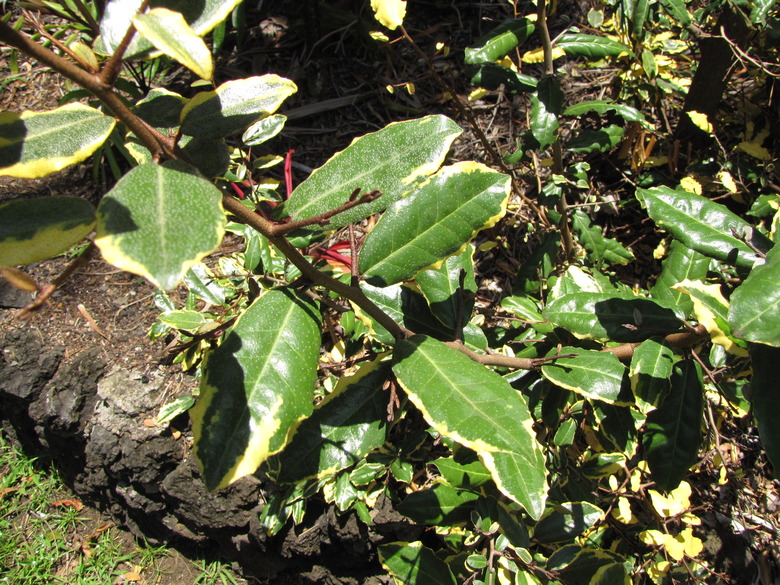 A top-down view of a silverthorn Elaeagnus pungens shrub with some visible thorns.