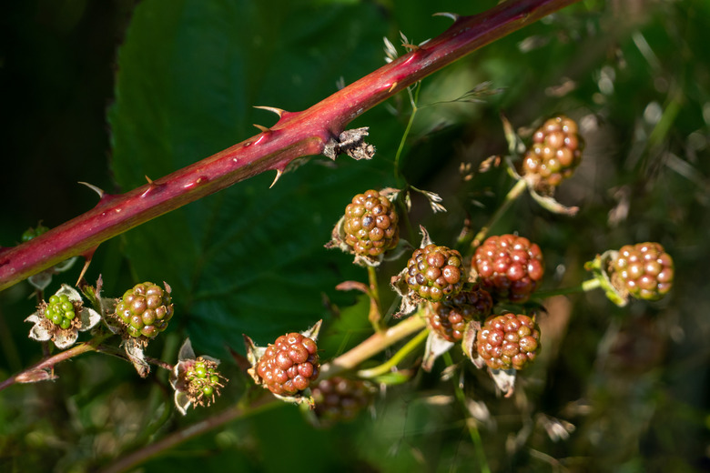 Unripe blackberries Rubus fruticosus growing on a cane