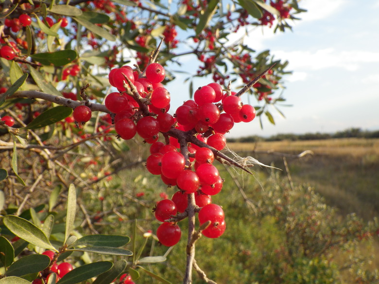 A close-up of some sun-dappled silver buffaloberry Shepherdia argentea plant with visible thorns.