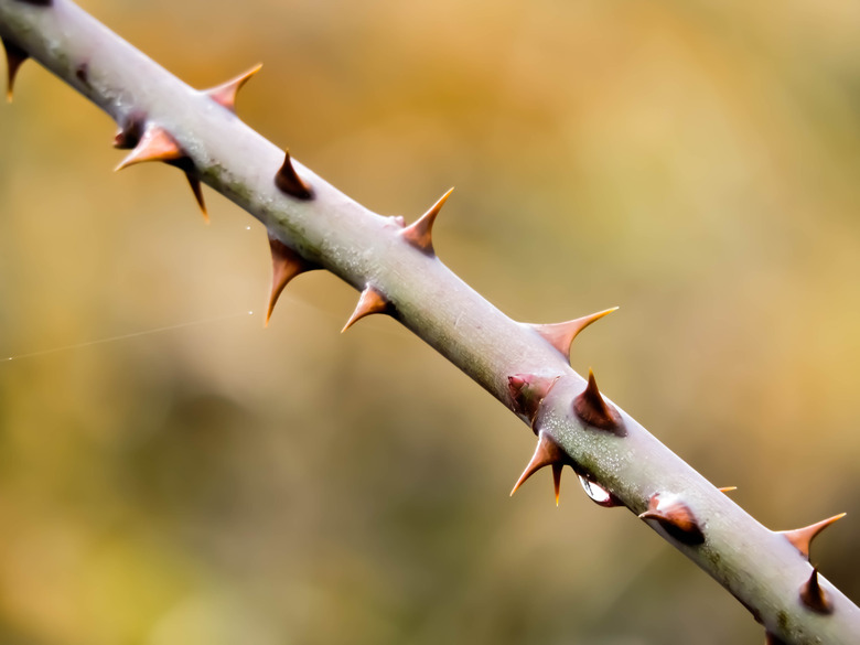 A close-up of a raspberry cane full of thorns.