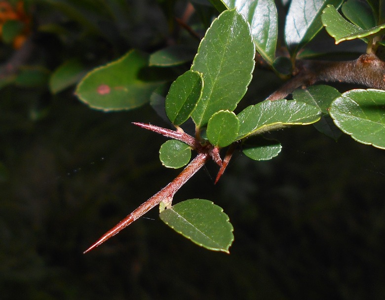 A close-up of some thorns on a scarlet firethorn Pyracantha coccinea.