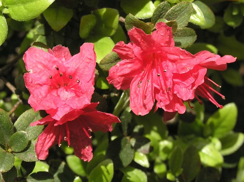 Light red flowers of a Southern Indian azalea Rhododendron indicum.