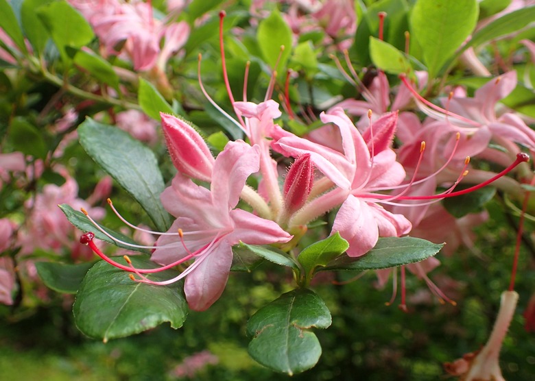 A handful of delightfully pink sweet azalea Rhododendron arborescens flowers.