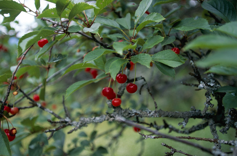 Cherries on tree