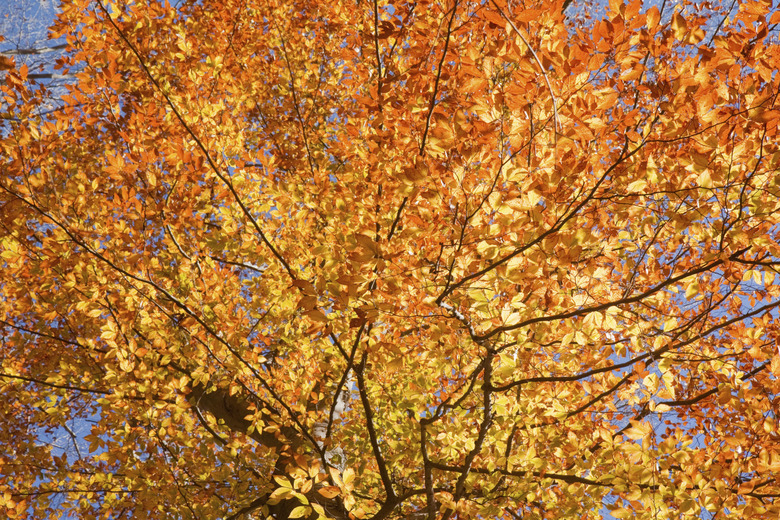 Fall leaves of American beech