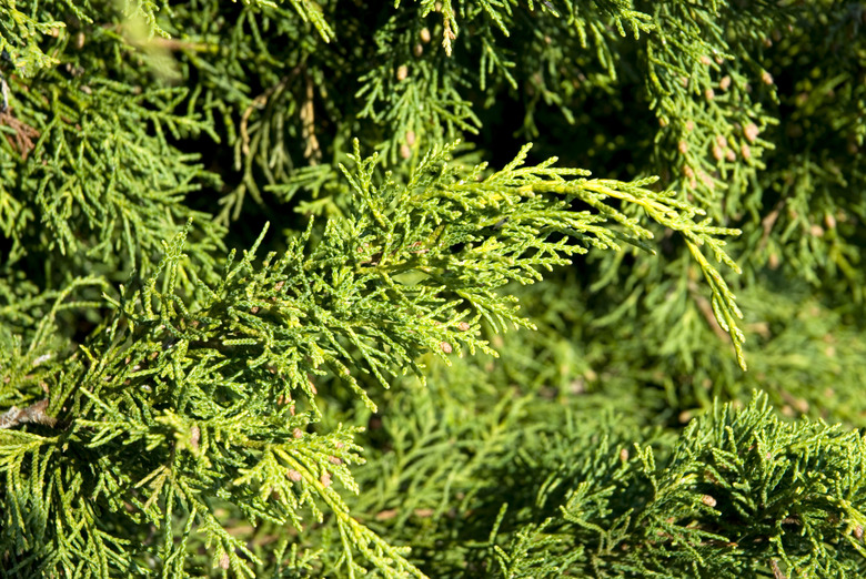 Cedar Background