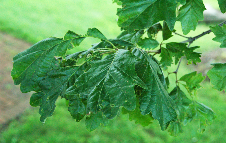 A close-up of the leaves of a swamp white oak Quercus bicolor at the Dawes Arboretum in Licking County