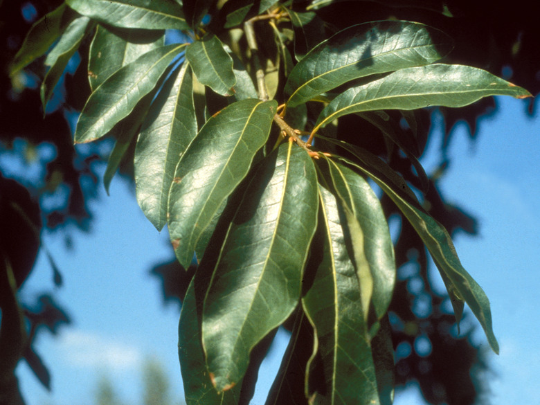 A close-up of the leaves of a shingle oak Quercus imbricaria.