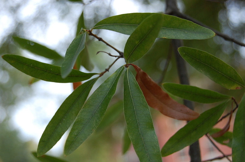 A close-up of the leaves of a willow oak Quercus phellos.
