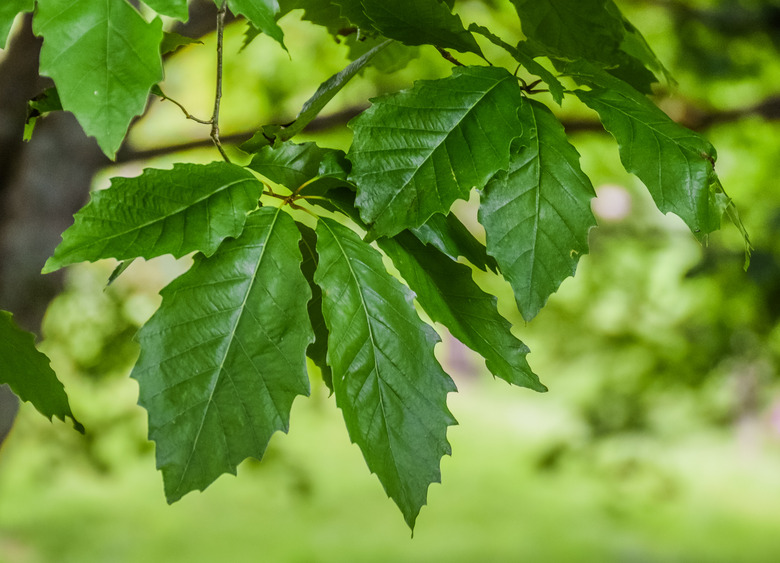 A close-up of the leaves of a chinkapin oak Quercus muehlenbergii.