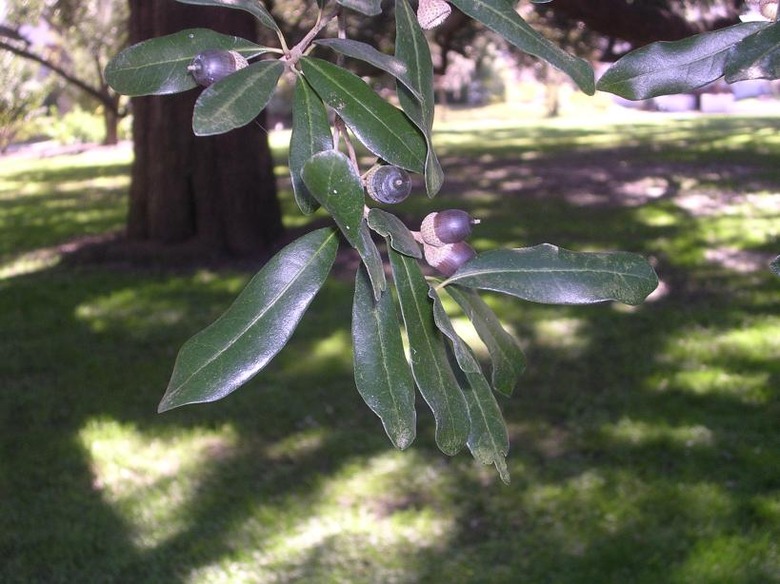 A close-up of the leaves of a live oak tree Quercus virginiana.
