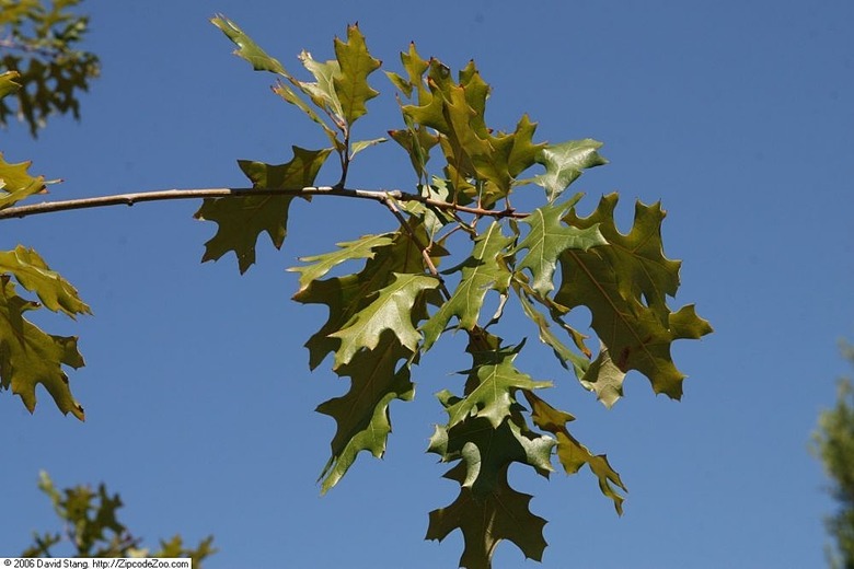 The leaves of a black oak tree Quercus velutina growing at the Botanic Gardens in Washington D.C.