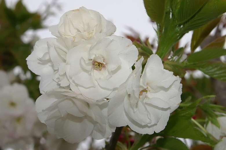 Some delightful white flowers from a Mount Fuji Japanese flowering cherry tree Prunus serrulata 'Mount Fuji'.
