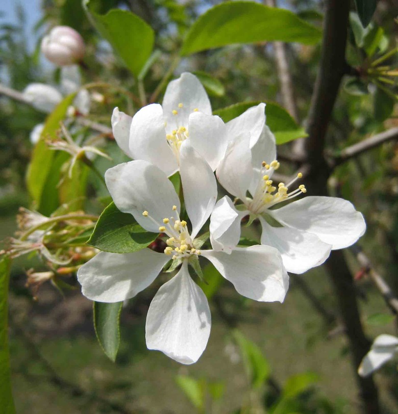 A close-up of some delicate white flowers from a Spring Snow flowering crabapple tree Malus 'Spring Snow'.