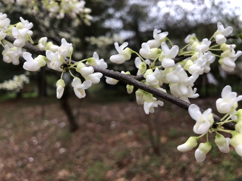 A branch of a white eastern redbud tree Cercis canadensis f. alba that is beginning to bloom.