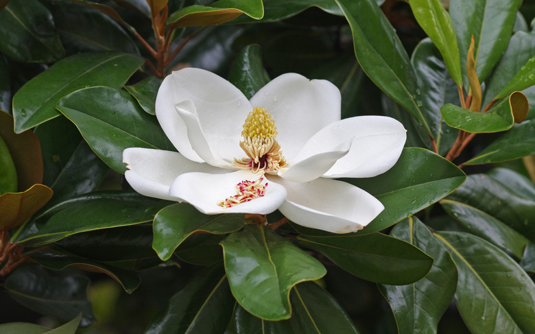 A single white southern magnolia Magnolia grandiflora flower surrounded by dark green leaves.