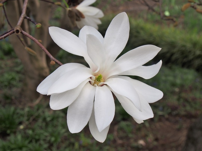 A close-up of a white star magnolia Magnolia stellata flower.