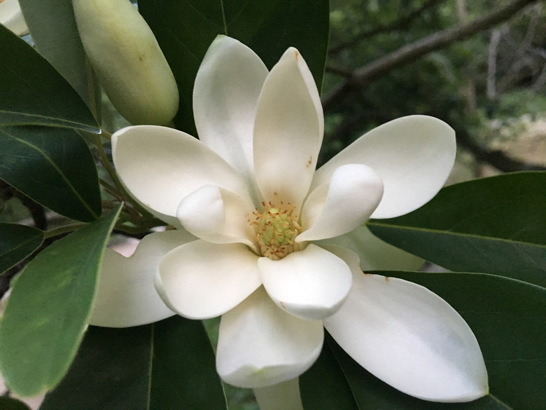 A lovely sweetbay magnolia Magnolia virginiana flower points up to the sky.