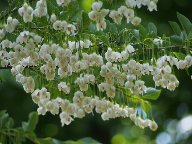 Japanese snowbell Styrax japonicus flowers dangle down like a chandelier.