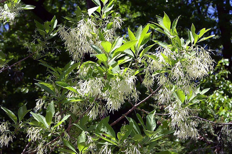 An American fringetree Chionanthus virginicus full of small white flowers.