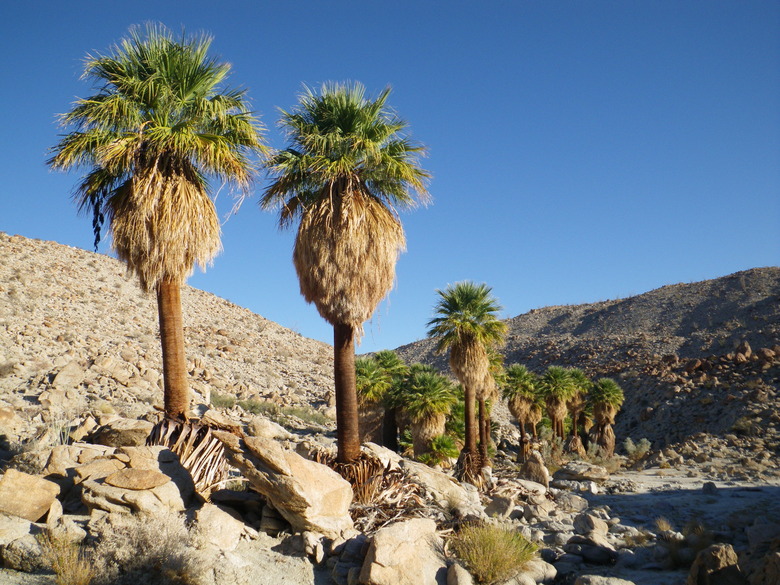 A row of California fan palms Washingtonia filifera growing in the desert.