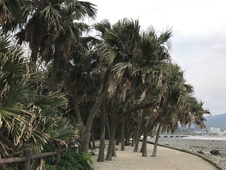 Chinese fan palms Livistona chinensis growing in a row on Aoshima Island in Japan.