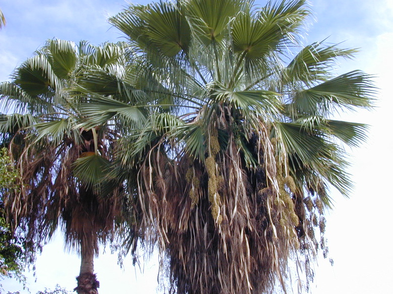 A close-up of two large Mexican fan palms Washingtonia robusta.