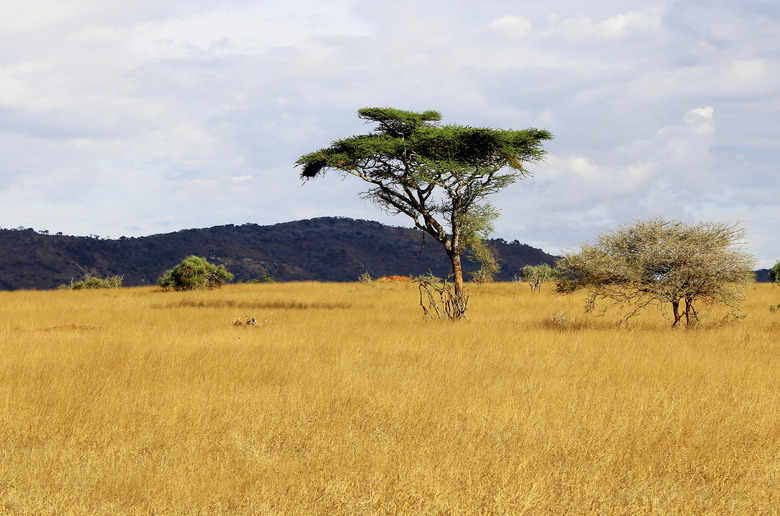 African savannah landscape