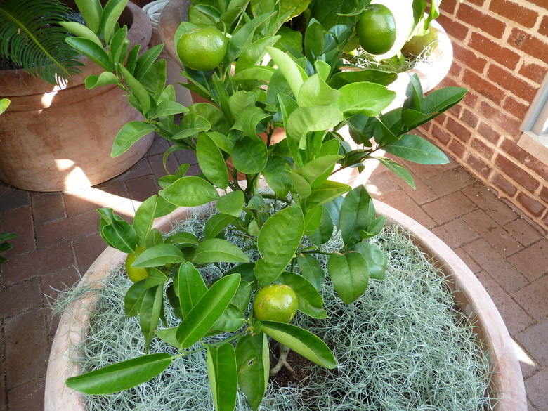 A small Murcott mandarin tree Citrus x nobilis 'W. Murcott' at the Missouri Botanical Garden.