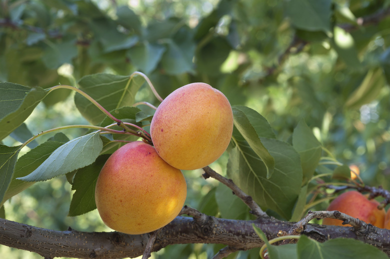 Ripe apricot fruits on a branch