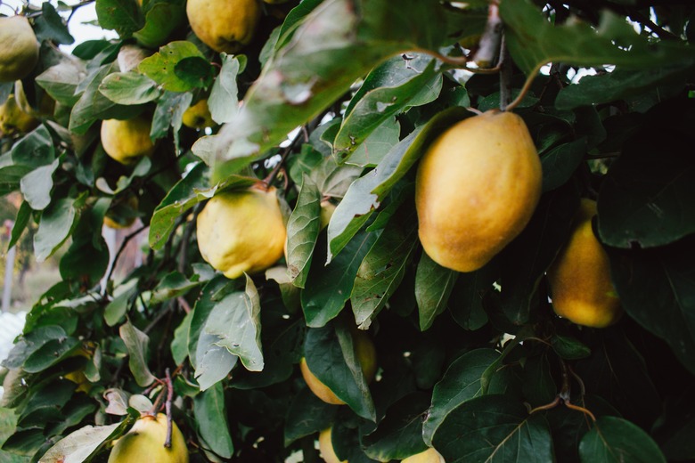 Quince fruits growing on a tree.