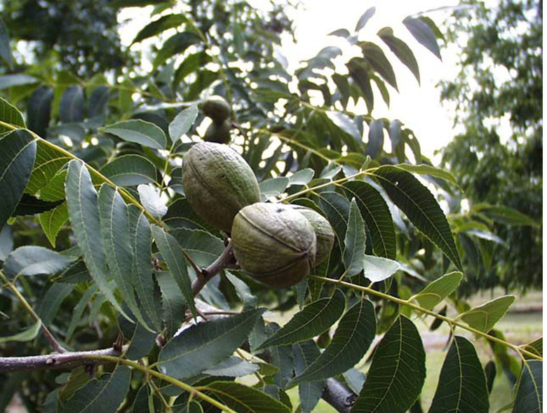 A close up of some foliage and nuts on a pecan tree Carya illinoinensis.
