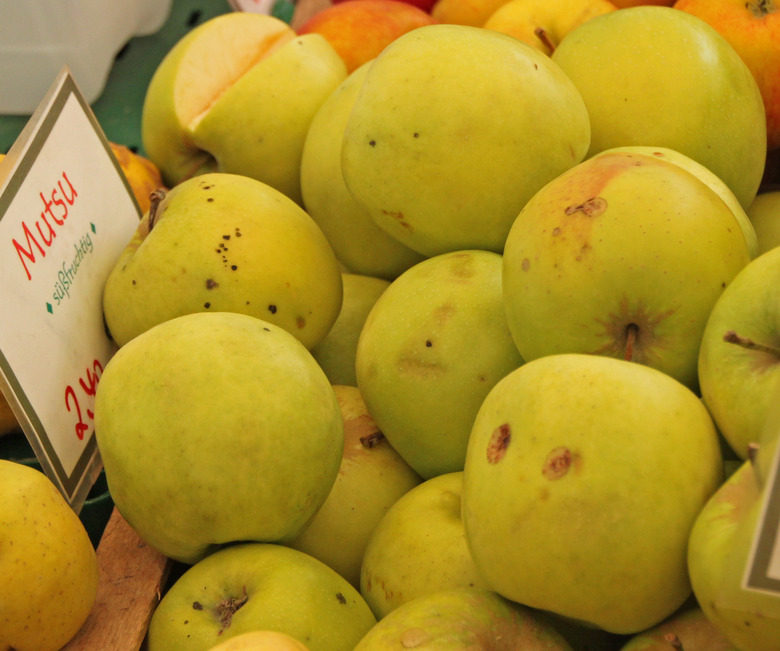 A collection of Mutsu Crispin apples.