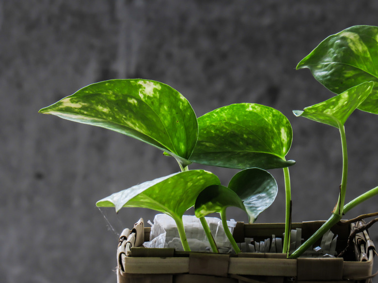 money plant