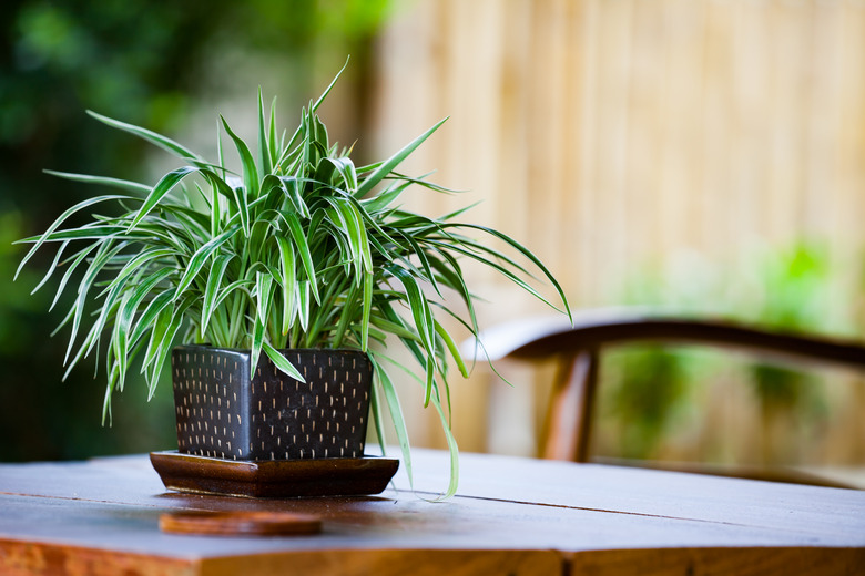 Chlorophytum in flowerpot on table. Variegatum