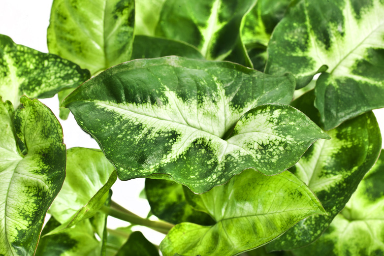 Syngonium plant leaves