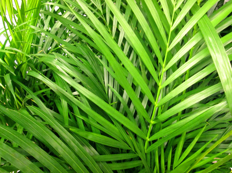 Potted green Areca palm leaves / fronds / Chrysalidocarpus lutescens houseplant image