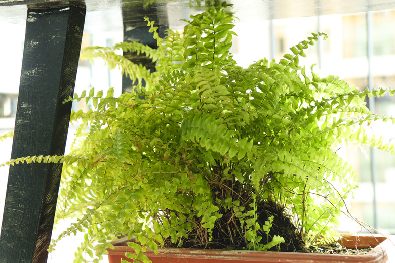 Boston Fern