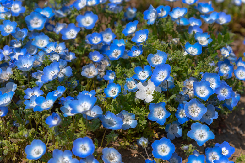 Nemophila baby blue eyes flowers