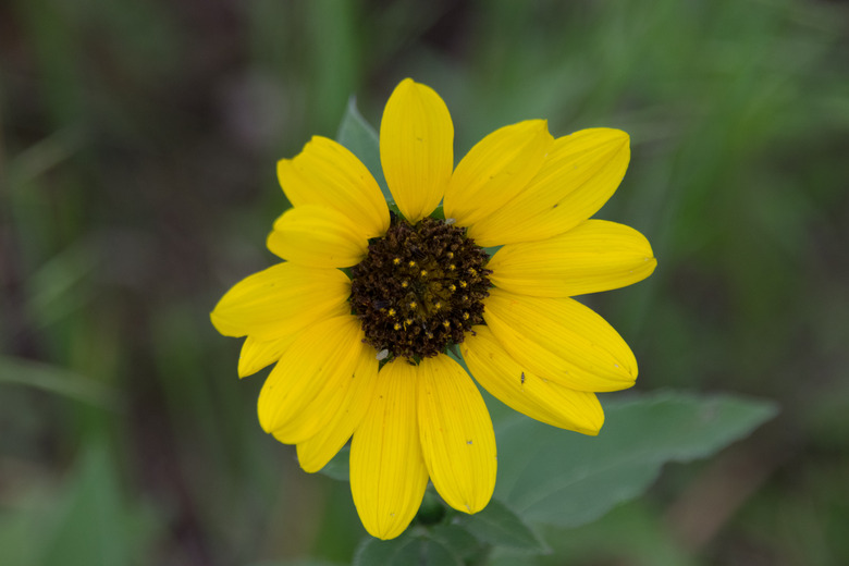 A single Maximilian Sunflower wildflower in the Texas wilderness.